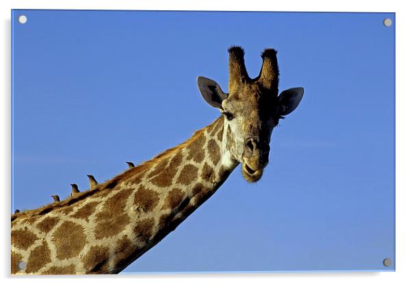 Giraffe with Oxpeckers Acrylic by Tony Murtagh