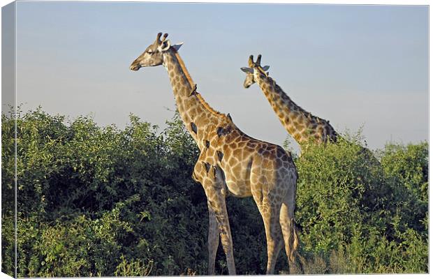 Giraffes and Oxpeckers  Canvas Print by Tony Murtagh