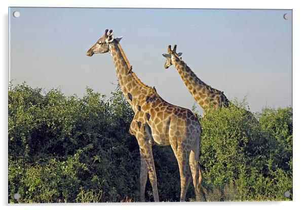 Giraffes and Oxpeckers  Acrylic by Tony Murtagh