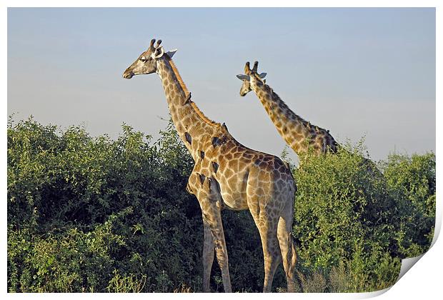 Giraffes and Oxpeckers  Print by Tony Murtagh