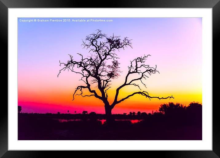  African Tree At Sunset Framed Mounted Print by Graham Prentice