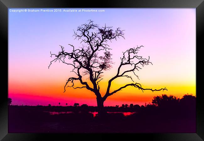  African Tree At Sunset Framed Print by Graham Prentice