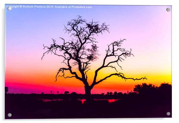  African Tree At Sunset Acrylic by Graham Prentice
