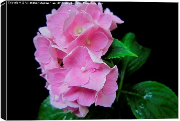 Beautiful pink against black background, Canvas Print by Ali asghar Mazinanian