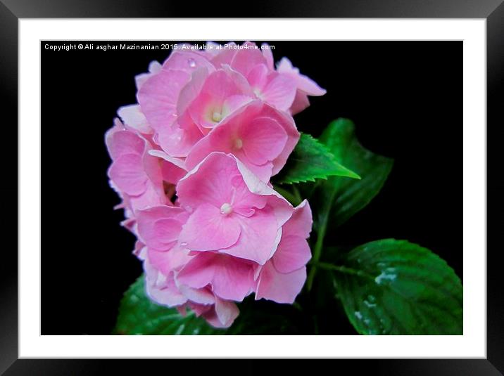 Beautiful pink against black background, Framed Mounted Print by Ali asghar Mazinanian
