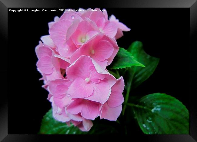 Beautiful pink against black background, Framed Print by Ali asghar Mazinanian
