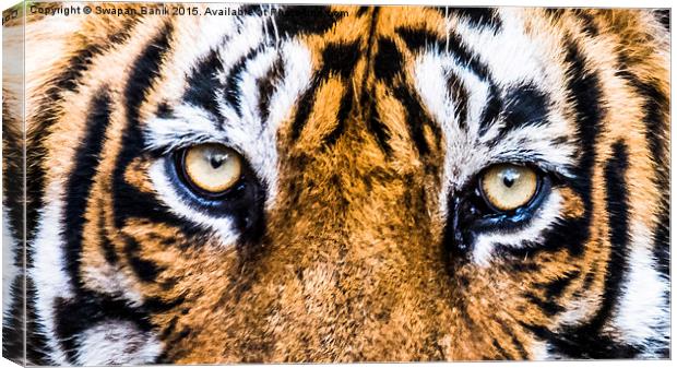 A close eye contact with the Royal Canvas Print by Swapan Banik