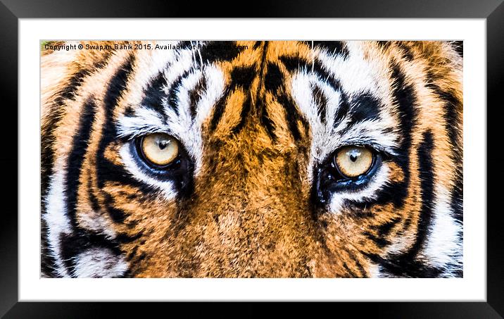 A close eye contact with the Royal Framed Mounted Print by Swapan Banik