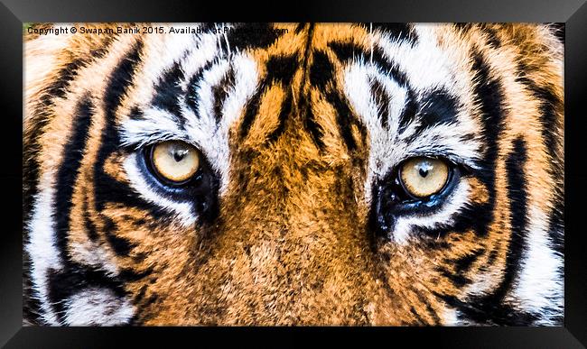 A close eye contact with the Royal Framed Print by Swapan Banik