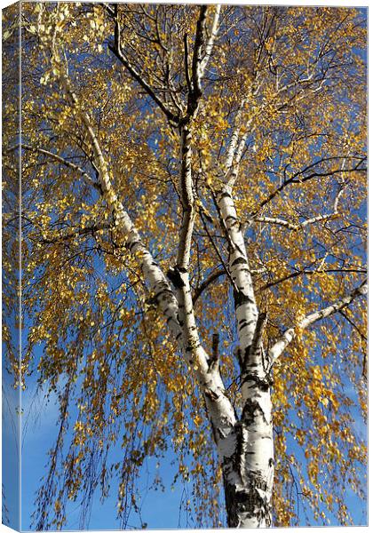  Autumn tree Canvas Print by Marinela Feier