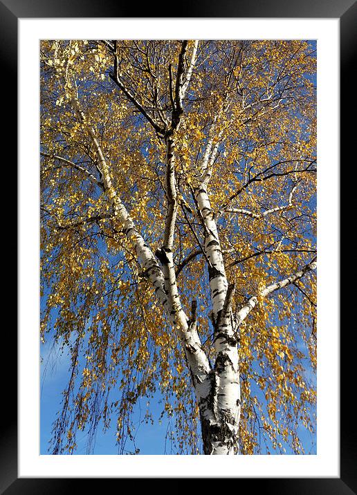  Autumn tree Framed Mounted Print by Marinela Feier