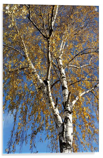  Autumn tree Acrylic by Marinela Feier