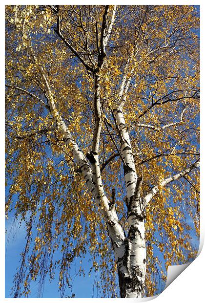  Autumn tree Print by Marinela Feier
