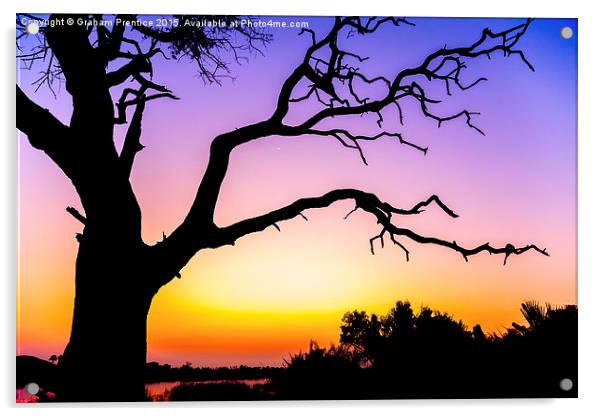  African Tree At Sunset Acrylic by Graham Prentice