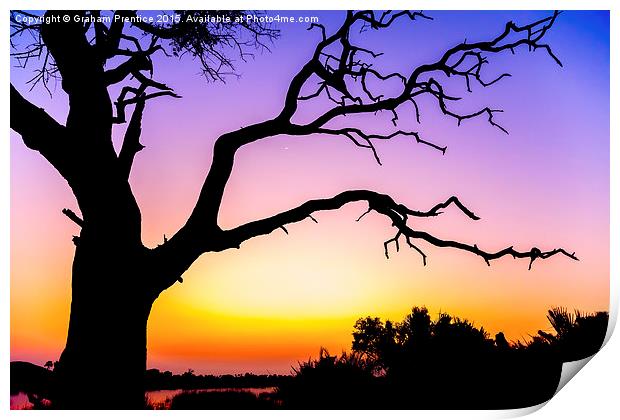  African Tree At Sunset Print by Graham Prentice