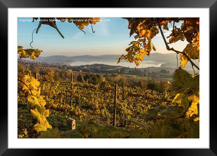  Autum sunlight over the vineyards  Framed Mounted Print by Fabrizio Malisan