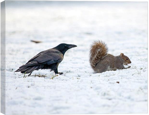 Crow and Squirrel Canvas Print by Victor Burnside