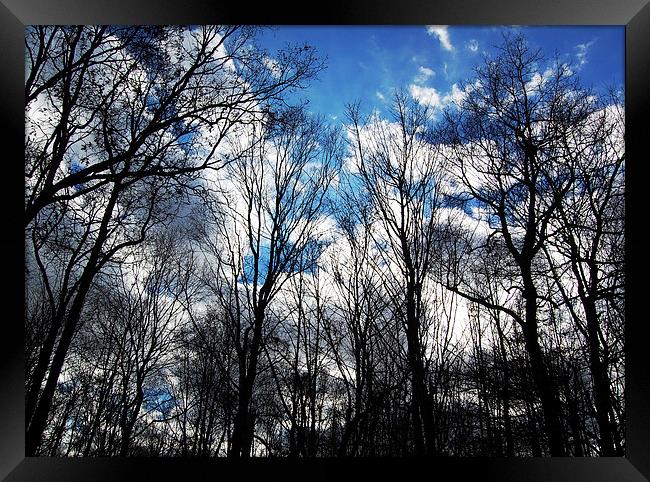 Treetops 1  Framed Print by james balzano, jr.