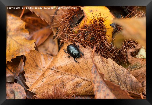  I'm a beetle get me out of here! Framed Print by Fabrizio Malisan