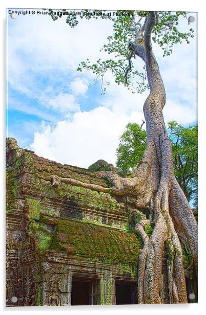  Angkor Temple Tree Roots Acrylic by Brian  Raggatt