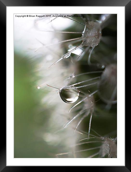  Cacti Droplet Macro Framed Mounted Print by Brian  Raggatt