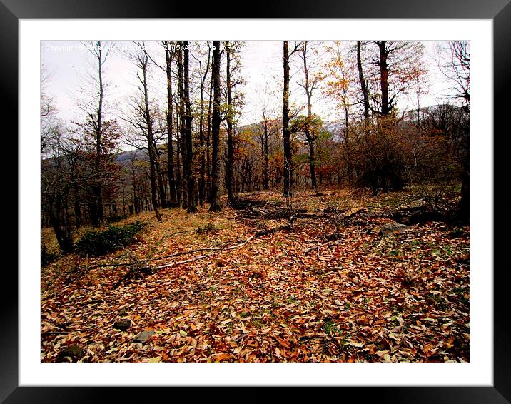 Autumn colors in jungle 2, Framed Mounted Print by Ali asghar Mazinanian