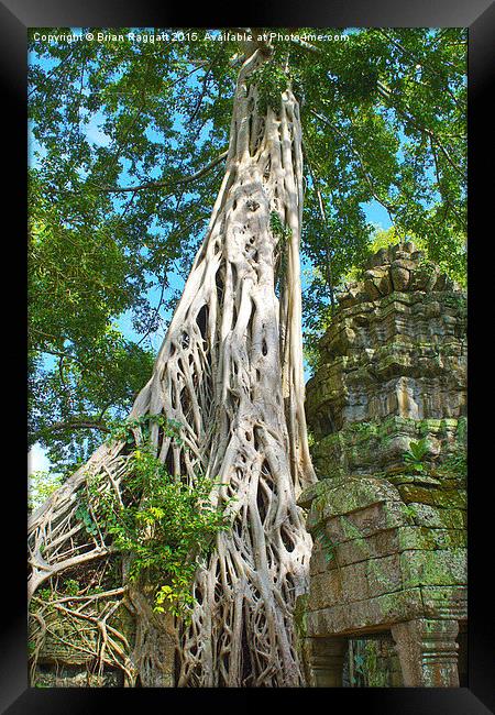 Banyan Tree Angkor Framed Print by Brian  Raggatt
