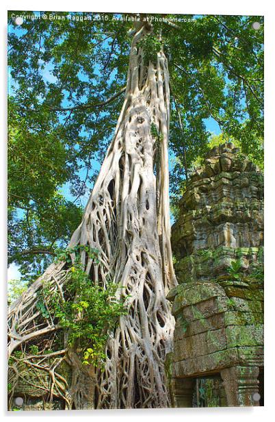  Banyan Tree Angkor Acrylic by Brian  Raggatt