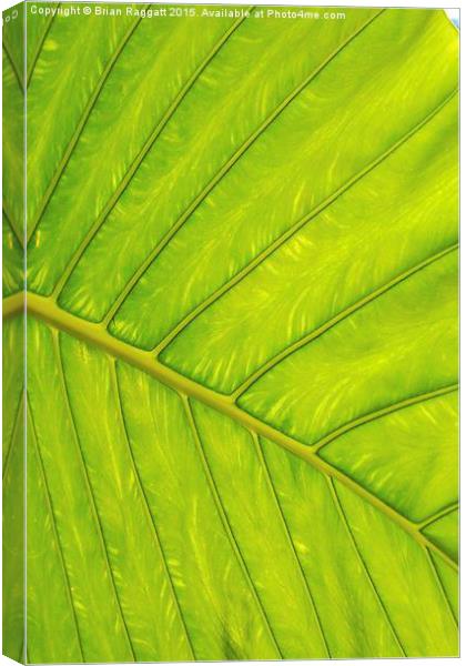  Tropical Leaf Vein Abstract Canvas Print by Brian  Raggatt