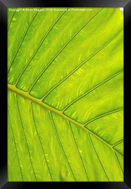  Tropical Leaf Vein Abstract Framed Print by Brian  Raggatt
