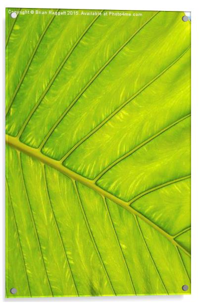  Tropical Leaf Vein Abstract Acrylic by Brian  Raggatt