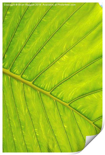  Tropical Leaf Vein Abstract Print by Brian  Raggatt