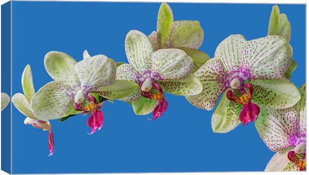 Orchid Canvas Print by chris smith