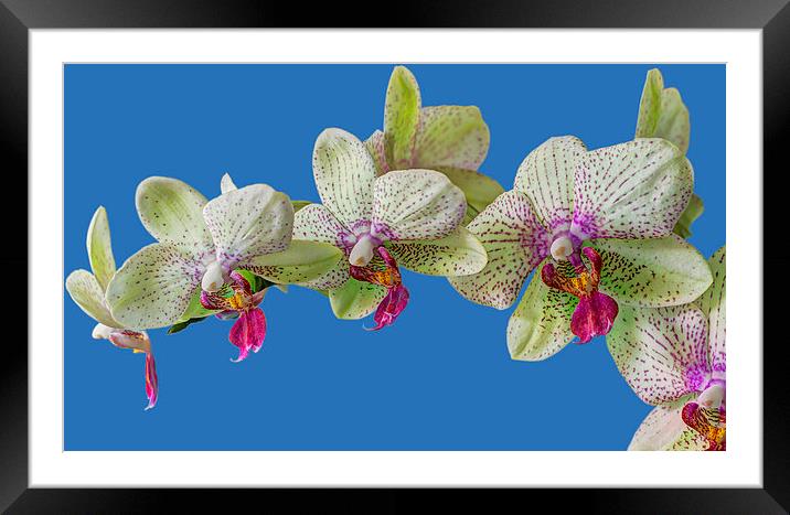 Orchid Framed Mounted Print by chris smith