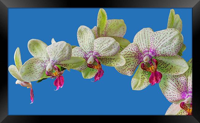 Orchid Framed Print by chris smith