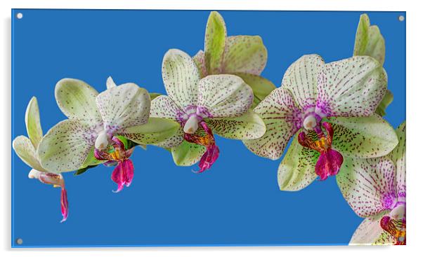 Orchid Acrylic by chris smith
