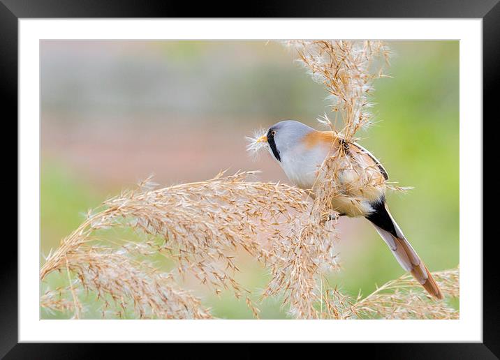 Bearded Tit ( Panurus biarmicus ) Framed Mounted Print by chris smith