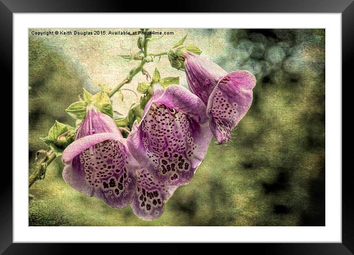  Foxgloves Framed Mounted Print by Keith Douglas