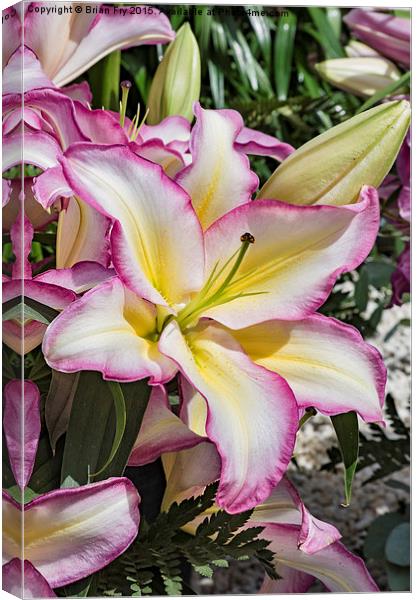  Lily Lovely Canvas Print by Brian Fry