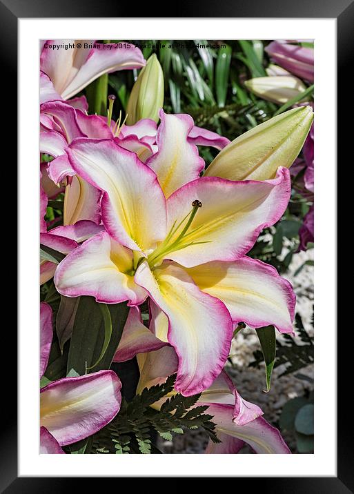  Lily Lovely Framed Mounted Print by Brian Fry