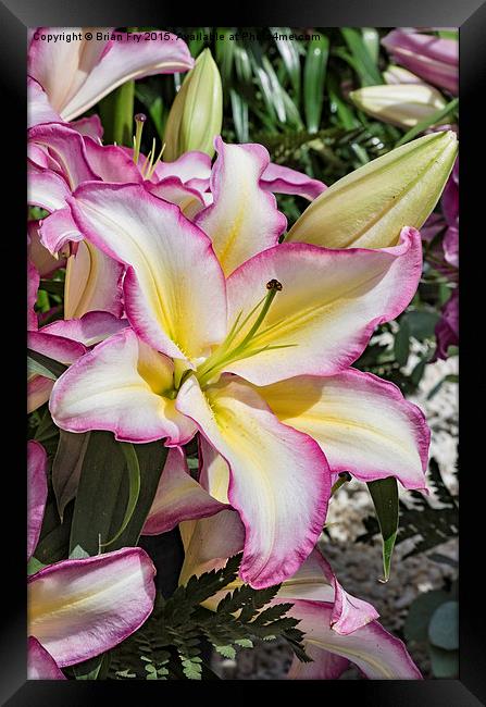  Lily Lovely Framed Print by Brian Fry