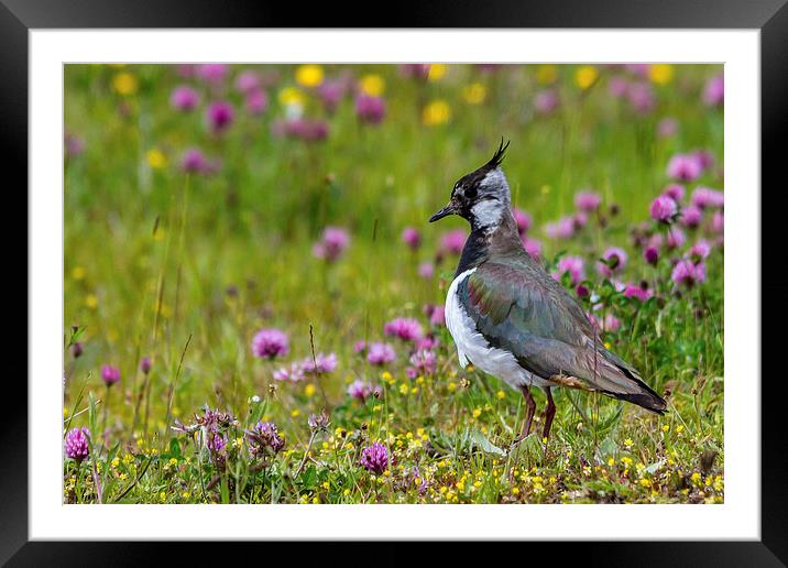 Lapwing Framed Mounted Print by Mark Ollier