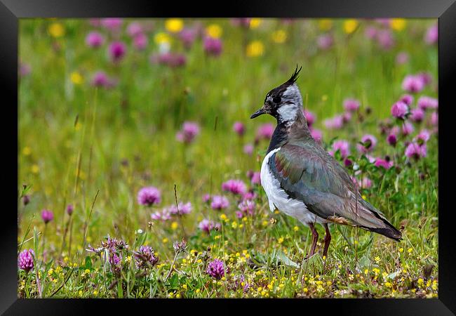  Lapwing Framed Print by Mark Ollier