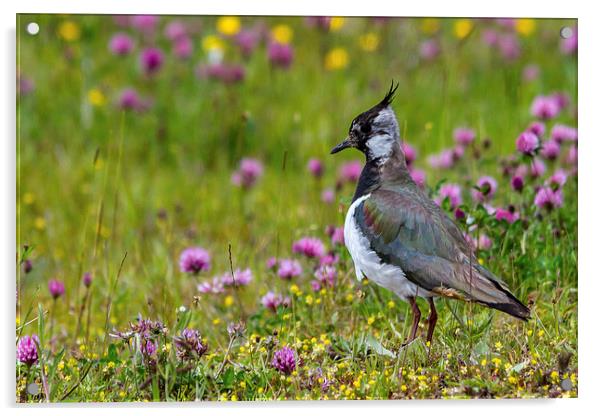  Lapwing Acrylic by Mark Ollier