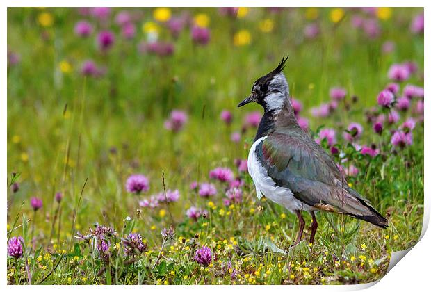  Lapwing Print by Mark Ollier