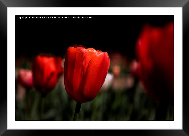  Red Tulips Framed Mounted Print by Rachel Webb