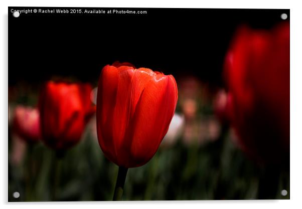  Red Tulips Acrylic by Rachel Webb