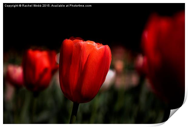  Red Tulips Print by Rachel Webb