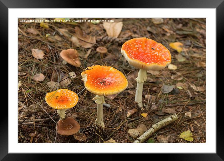  A trio of mushrooms Framed Mounted Print by Fabrizio Malisan
