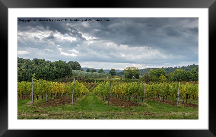  Through vineyards and olive trees of Tuscany Framed Mounted Print by Fabrizio Malisan
